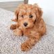 Poodle Puppies for sale in 204 Charmayne Ave, Lancaster, PA 17603, USA. price: NA