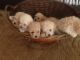 Porcelaine Puppies for sale in 58503 Rd 225, North Fork, CA 93643, USA. price: NA
