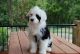 lovely portuguese water dog puppies for sale