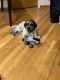 Portuguese Water Dog Puppies for sale in Chicago, IL 60642, USA. price: NA