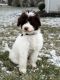 Portuguese Water Dog Puppies for sale in Cincinnati, OH, USA. price: NA