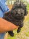 Portuguese Water Dog Puppies for sale in N ABINGTN TWP, PA 18414, USA. price: $1,500