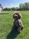 Portuguese Water Dog Puppies for sale in Richton Park, IL, USA. price: $1,500
