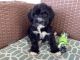 Portuguese Water Dog Puppies for sale in Millersburg, OH 44654, USA. price: $950