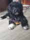 Portuguese Water Dog Puppies for sale in Tempe, AZ 85284, USA. price: $800