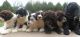 Portuguese Water Dog Puppies for sale in Honey Brook, Pennsylvania. price: $1,499