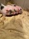 Pot Belly Pig Animals for sale in Macomb Township, MI, USA. price: NA