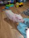 Pot Belly Pig Animals for sale in Piedmont, MO 63957, USA. price: $150