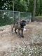 Presa Canario Puppies for sale in Atlanta, GA, USA. price: $2,000