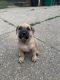 Presa Canario Puppies for sale in Cleveland, OH, USA. price: NA