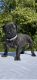 Presa Canario Puppies for sale in Columbia, CT 06237, USA. price: NA