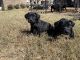 Presa Canario Puppies for sale in Gallatin, TN 37066, USA. price: NA