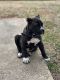 Presa Canario Puppies for sale in Stockbridge, GA, USA. price: NA