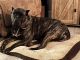 Presa Canario Puppies for sale in Stewartstown, PA 17363, USA. price: NA