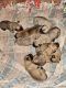 Presa Canario Puppies for sale in Warren, Michigan. price: $800