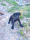Presa Canario Puppies for sale in Zephyrhills, Florida. price: $1,200