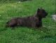 Presa Canario Puppies for sale in St Louis County, MO, USA. price: NA