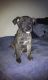 Presa Canario Puppies for sale in Lithonia, GA 30058, USA. price: $175