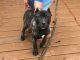 Presa Canario Puppies for sale in GILLEM ENCLAVE, GA 30297, USA. price: NA