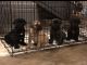 Presa Canario Puppies for sale in Atlanta, GA, USA. price: $1,800