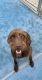 Pudelpointer Puppies for sale in Willis, TX, USA. price: NA