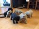 Pudelpointer Puppies for sale in New York, NY, USA. price: NA
