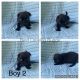 Pug Puppies for sale in Trenton, TN 38382, USA. price: NA