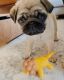 Pug Puppies for sale in Oklahoma City, OK 73162, USA. price: NA