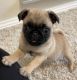 Pug Puppies for sale in North Richland Hills, TX, USA. price: $800
