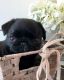 Pug Puppies for sale in Commerce City, CO, USA. price: $900