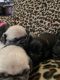 Pug Puppies for sale in Rancho Cucamonga, CA, USA. price: NA