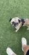 Pug Puppies for sale in San Diego, CA, USA. price: $700