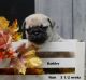 Pug Puppies for sale in Aurora, CO, USA. price: NA