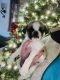 Pug Puppies for sale in Stillwater, OK, USA. price: NA