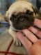 Pug Puppies for sale in Shawnee, OK, USA. price: NA