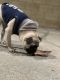 Pug Puppies for sale in Fontana, CA 92336, USA. price: NA
