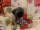 Pug Puppies for sale in Palo Alto, CA 94303, USA. price: NA