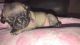 Pug Puppies for sale in Johnson City, TN, USA. price: NA