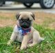Pug Puppies for sale in Kennedale, TX, USA. price: $500
