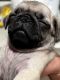 Pug Puppies for sale in Fontana, CA 92335, USA. price: NA
