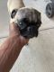Pug Puppies for sale in Duncanville, TX, USA. price: NA