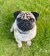 Pug Puppies for sale in Lawton, OK, USA. price: NA