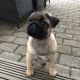 available Pug puppies
