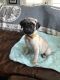 Pug Puppies for sale in Clarksville, TN, USA. price: NA