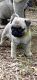 Pug Puppies for sale in Graysville, TN, USA. price: NA