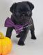 Pug Puppies for sale in Whitwell, TN 37397, USA. price: NA