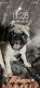 Pug Puppies for sale in Mansfield, TX, USA. price: $200