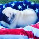 Pug Puppies for sale in Sand Springs, OK 74063, USA. price: NA