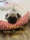 Pug Puppies for sale in DeSoto, TX 75115, USA. price: NA