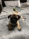 Pug Puppies for sale in Chattanooga, TN, USA. price: NA